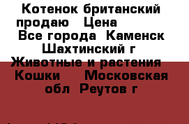 Котенок британский продаю › Цена ­ 3 000 - Все города, Каменск-Шахтинский г. Животные и растения » Кошки   . Московская обл.,Реутов г.